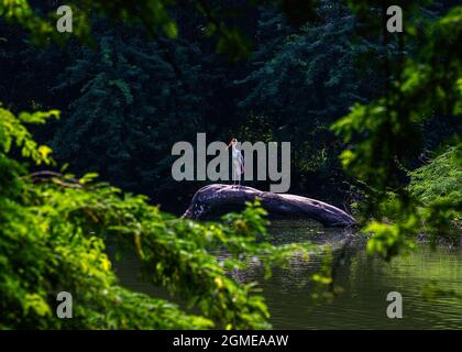 Cicogna dipinta che si crogiolano in un lago Foto Stock