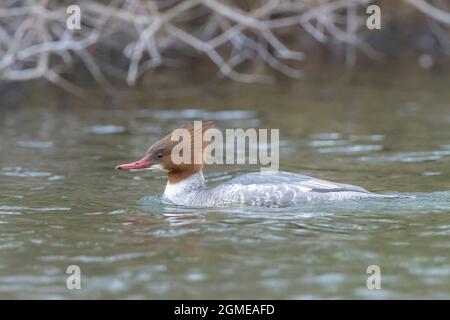 Il merganser comune o gosan maschio, Mergus merganser, nuoto sulla superficie dell'acqua. Foto Stock