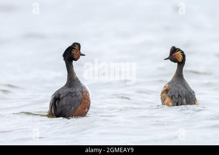 Closeup di una coppia di grebe a collo nero, podiceps nigricollis, in estate tuono di danza corso sulla superficie d'acqua di un lago. Foto Stock