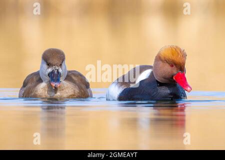 Coppia rosso-crested pochard maschio e femmina, Netta rufina, uccelli acquatici nuoto in un laghetto. Giorno colorato e soleggiato, basso punto di vista. Foto Stock