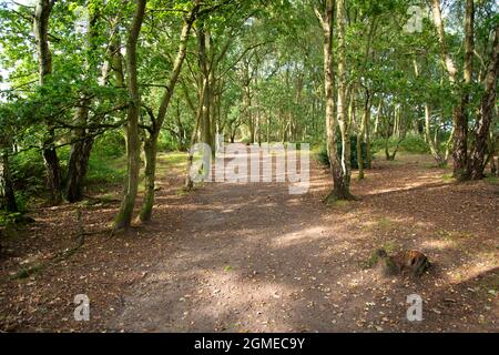 Un percorso a foglie attraverso il bosco nel Wirral Country Park, NW UK Foto Stock