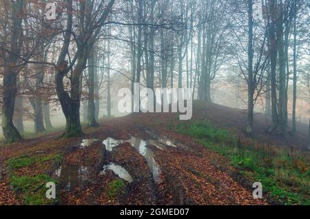 Strada sterrata Misty con pozzanghere nella foresta autunnale. Pioggia autunno tempo Foto Stock