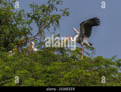 Un Stork dipinto che atterra nel suo nido su un albero Foto Stock
