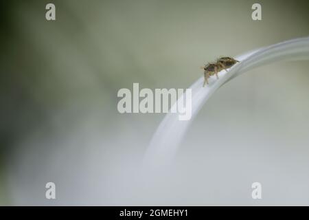 Storia di polline Foto Stock