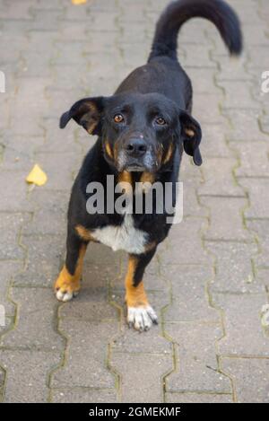 un cane nero a zampe corte si alza e guarda Foto Stock