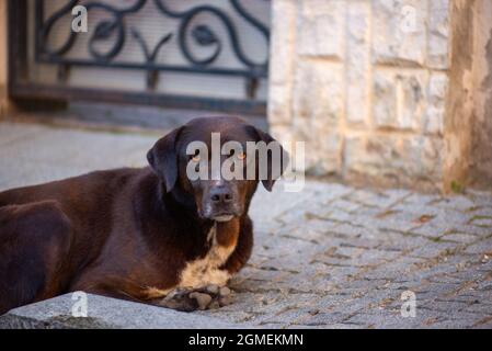 Il cane da cortile sfortunato si trova sul marciapiede in Georgia Foto Stock