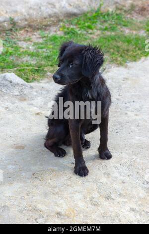 slanciato cane nero siede sul marciapiede Foto Stock