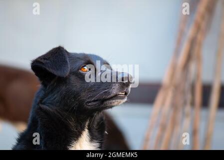 Il cane senza tetto con brevi orecchi cammina in Georgia Foto Stock