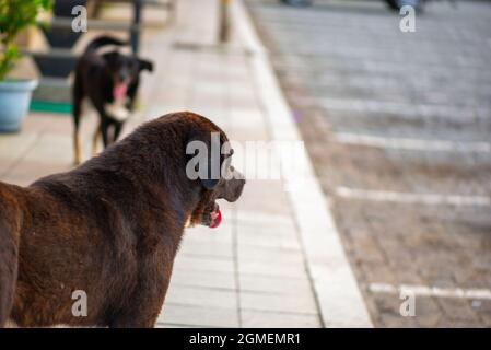 Due cani da strada che camminano lungo la strada in Georgia Foto Stock