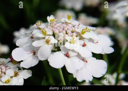 Fiori bianchi di caramella selvaggia o caramella di razzo o candytuft amaro (Iberis amara) da vicino Foto Stock