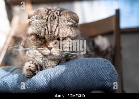 Il gatto interessato, Scottish Fold, si trova su un ottomano imbottito in una sedia e si fissa con attenzione. Foto Stock