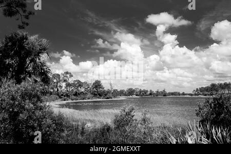Bianco e nero del lago di Webb in Babcok Webb Wildlife Management Area in Punta Gorda Florida Stati Uniti Foto Stock