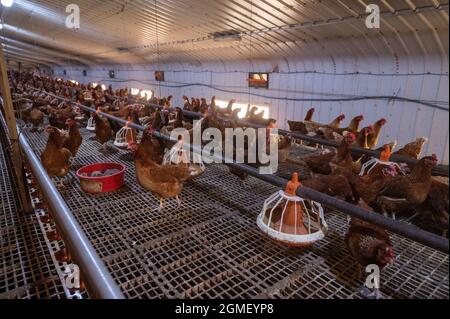 Allevamento di uova di pollo a scelta gratuito Foto Stock