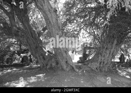 Il cortile della chiesa della chiesa parrocchiale di St Digain a Llangernyw è il sito di un antico albero di tasso che è il più antico albero vivente in Galles Foto Stock