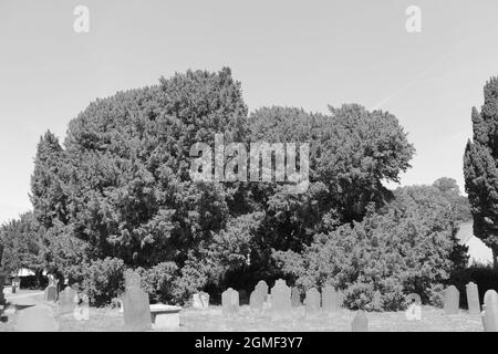 Il cortile della chiesa della chiesa parrocchiale di St Digain a Llangernyw è il sito di un antico albero di tasso che è il più antico albero vivente in Galles Foto Stock