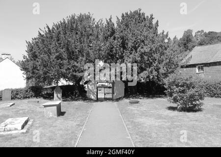 Il cortile della chiesa della chiesa parrocchiale di St Digain a Llangernyw è il sito di un antico albero di tasso che è il più antico albero vivente in Galles Foto Stock