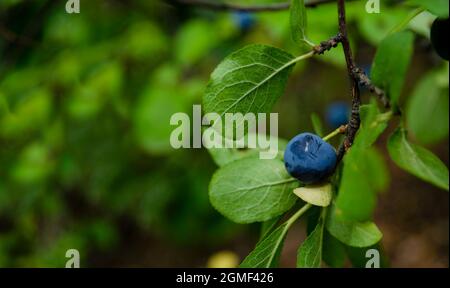 Piccole prugne selvatiche su un ramo da vicino. Blu scuro con rivestimento biancastro prugna e foglie verdi su ramo di prugne. Ramo di prugna densamente coperto di gres Foto Stock