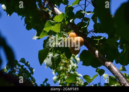 Ramo di albero con albicocche mature, specie prugna armena (Prunus armeniaca), in Dalmazia, Croazia Foto Stock