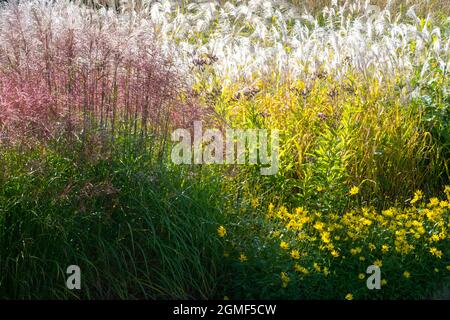 Il giardino di miscanto è circondato da erbe autunnali in erba lunga Foto Stock