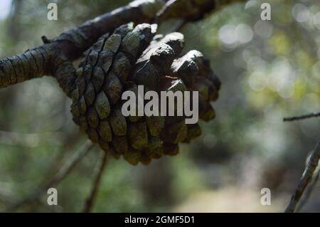 Primo piano di un cono naturale di pino secco su un albero, con licheni in crescita, in Dalmazia Foto Stock