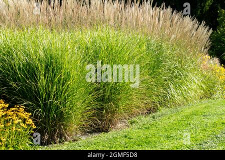 Giardino erbaceo confine in fine estate o inizio autunno Tall giardino piante Miscanthus sinensis, erbe ornamentali confine erbaceo Foto Stock