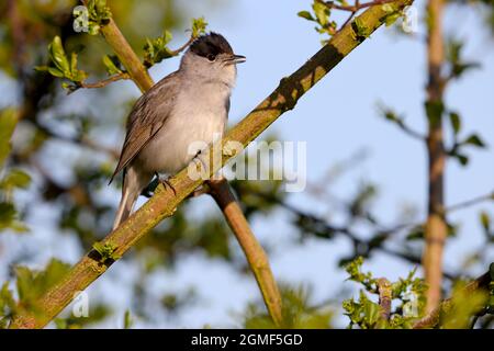 Un maschio di canto Eurasian Blackcap (Sylvia atricapilla) a Suffolk, Regno Unito Foto Stock