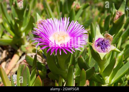 Fiore rosa brillante su succulenta pianta Sally-my-handsome (Carpobrotus acinaciformis), noto anche come Elands sourfig, Elandssuurvy, in Dalmazia Foto Stock