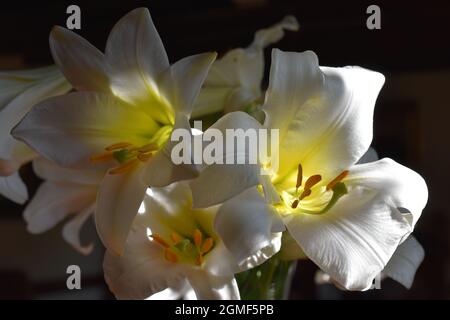 Bouquet de lys Royal Régale Album Foto Stock