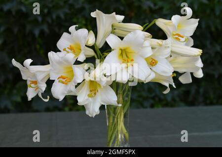 Bouquet de lys Royal Régale Album Foto Stock