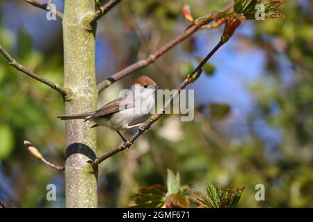 Una femmina Eurasian Blackcap (Sylvia atricapilla) in primavera a Suffolk, Regno Unito Foto Stock