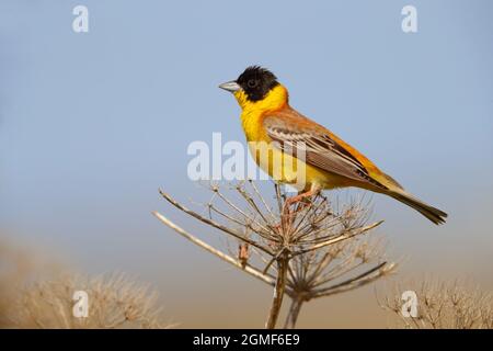 Una mungente maschile a testa nera (Emberiza melanocephala) in primavera sull'isola greca di Lesbo Foto Stock