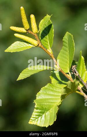 Betula medwediewii 'Gold Bark' foglie di betulla Foto Stock