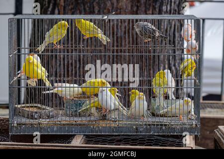 Gabbia con canari in vendita, mercato settimanale, Sineu, Maiorca, Isole Baleari, Spagna. Foto Stock