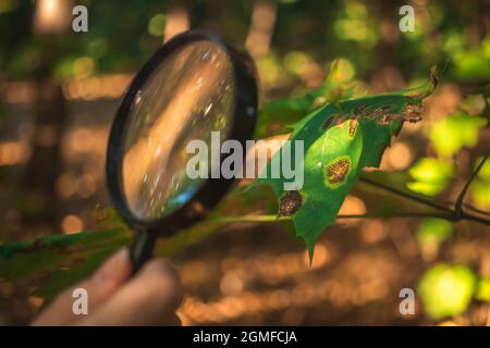 Lo scienziato esamina le malattie delle foglie e altri problemi ambientali con lente d'ingrandimento Foto Stock