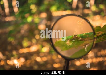 Malattie delle foglie e altri problemi ambientali con lente d'ingrandimento Foto Stock