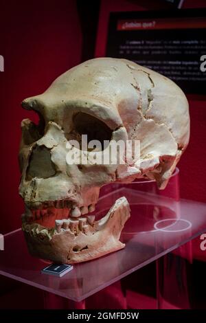 Homo heidelbergensis replica del cranio, Museo Comarcal de Molina de Aragón, Guadalajara, Spagna. Foto Stock