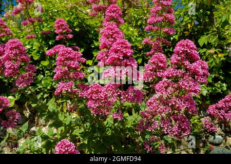 Fiori rossi di Valeriana o di Centrenthus ruber. Foto Stock