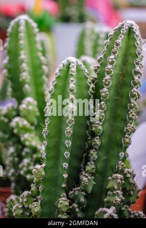 cactus per computer, Cereus uruguayanus, Mallorca, Isole Baleari, Spagna. Foto Stock