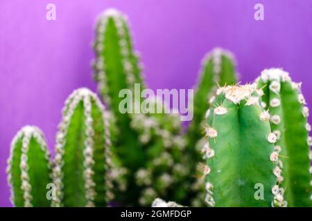 cactus per computer, Cereus uruguayanus, Mallorca, Isole Baleari, Spagna. Foto Stock