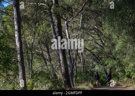 Camminando attraverso i pini di Aleppo, la foresta sulla collina di Puig de Randa, Llucmajor, Mallorca, Isole Baleari, Spagna. Foto Stock