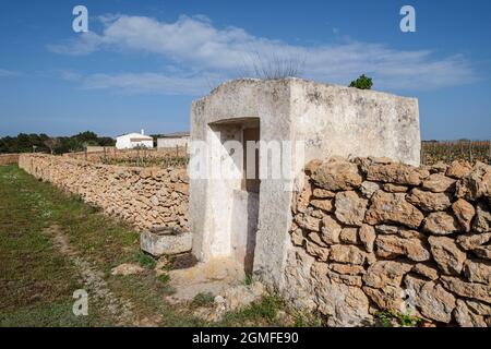 Vigneti della cantina Terramoll, la Mola, Formentera, Isole Pitiusas, Comunità Baleari, Spagna. Foto Stock