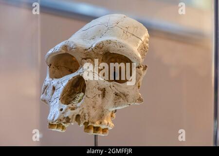 Homo heidelbergensis replica cranio, Museo de la evolución humana, MEH, Burgos, Spagna. Foto Stock