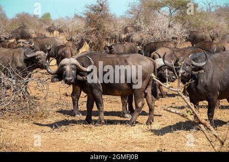 Bufalo del Capo in natura con il resto della mandria in lontananza Foto Stock