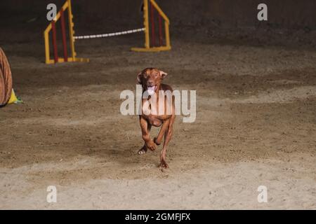 Il vizsla di colore rosso ungherese corre rapidamente in avanti con il volto pazzo e divertente. Gare di agilità, sport con cane per migliorare il contatto con il proprietario. Foto Stock