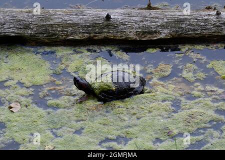 Tartaruga rossa dell'orecchio (Trachemys scripta elegans) coperta di piante acquatiche Foto Stock