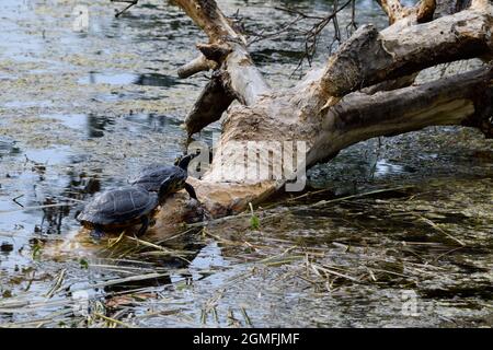 Tartarughe gialle (Trachemys scripta scripta) su un ceppo caduto Foto Stock