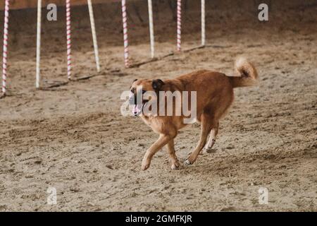 Gare di agilità, gare sportive con il cane per migliorare il contatto con il proprietario. Rosso capelli allegro grande soffice mongrel di razza mista corre allegro Foto Stock