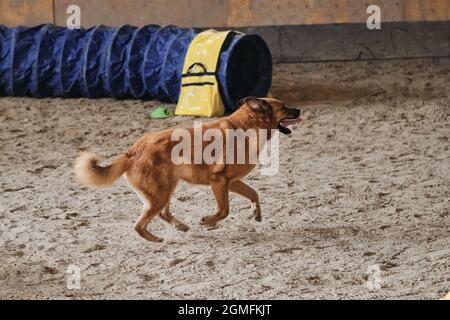 Gare di agilità, gare sportive con il cane per migliorare il contatto con il proprietario. Rosso capelli allegro grande soffice mongrel di razza mista corre allegro Foto Stock