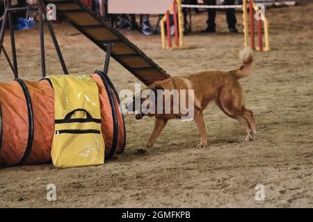 Gare di agilità, gare sportive con il cane per migliorare il contatto con il proprietario. Rosso pelato, allegro, grande, soffice mongrel di razza mista corre merr Foto Stock