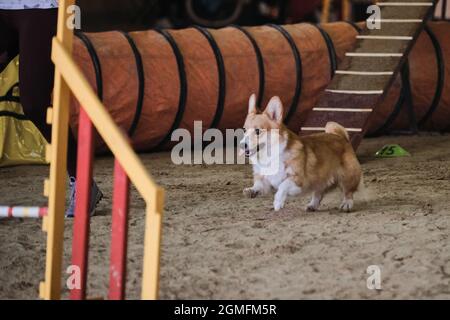 Gare di agilità, gare sportive con il cane per migliorare il contatto con il proprietario. Corgi gallesi rossi pembroke senza coda corre in modo allegro su sabbia e prepha Foto Stock